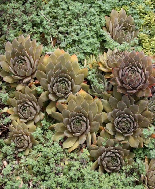 Sempervivum Jeramia Sempervivum