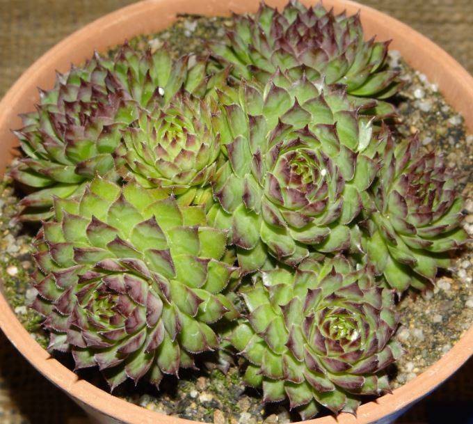 Tectorum Sempervivum