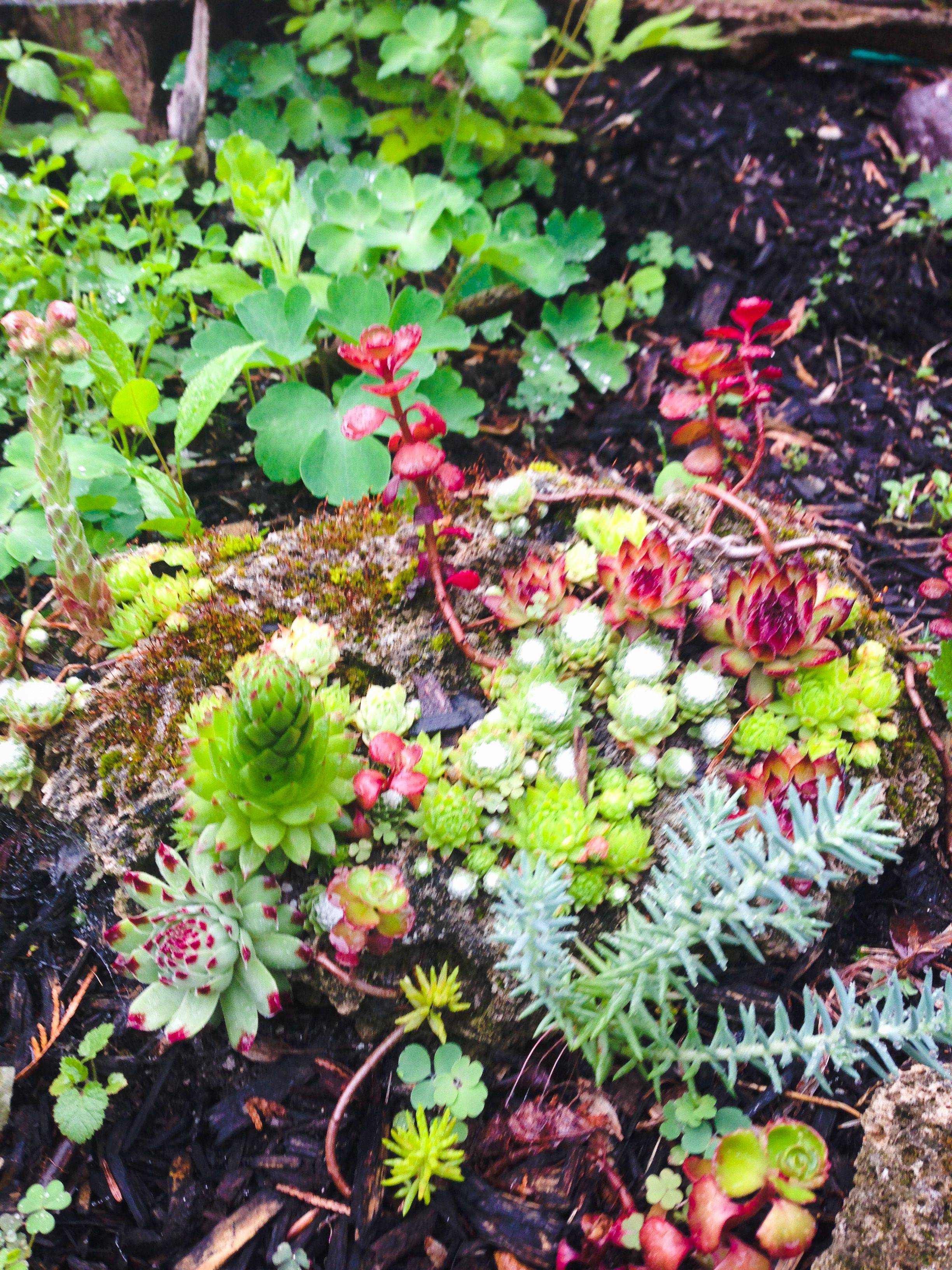 Succulent Garden Design