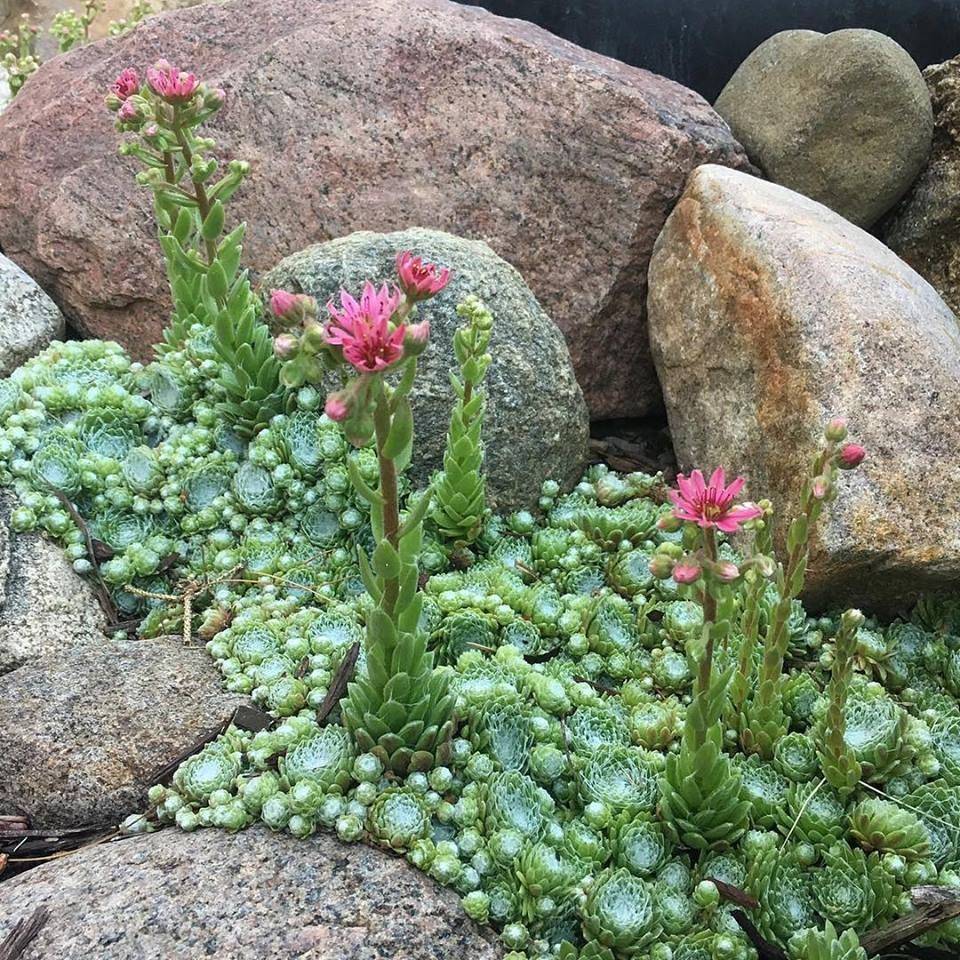 Rock Gardens Succulents