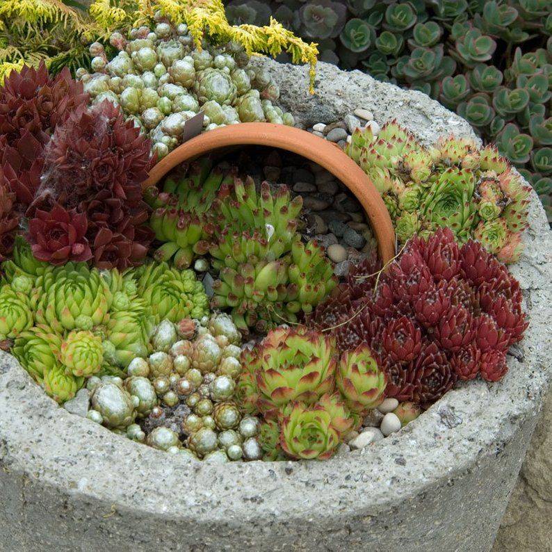 Summer Container Garden