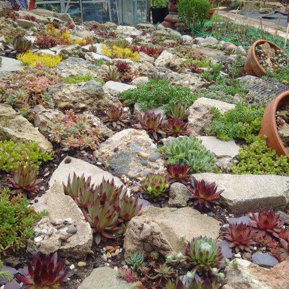 Timeline Photos Johannesburg Succulent Society Sempervivum