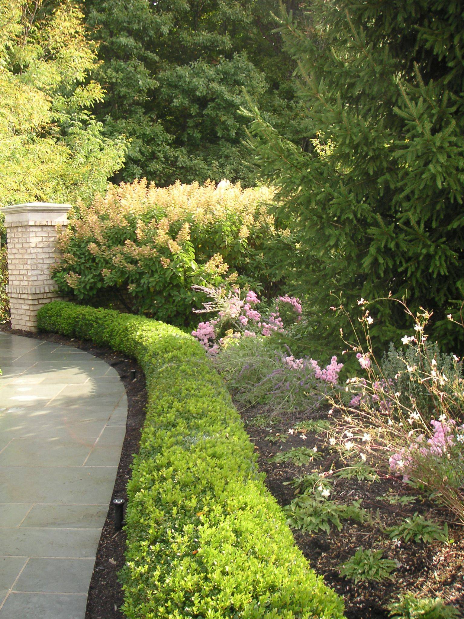 Boxwood Hedge Plants