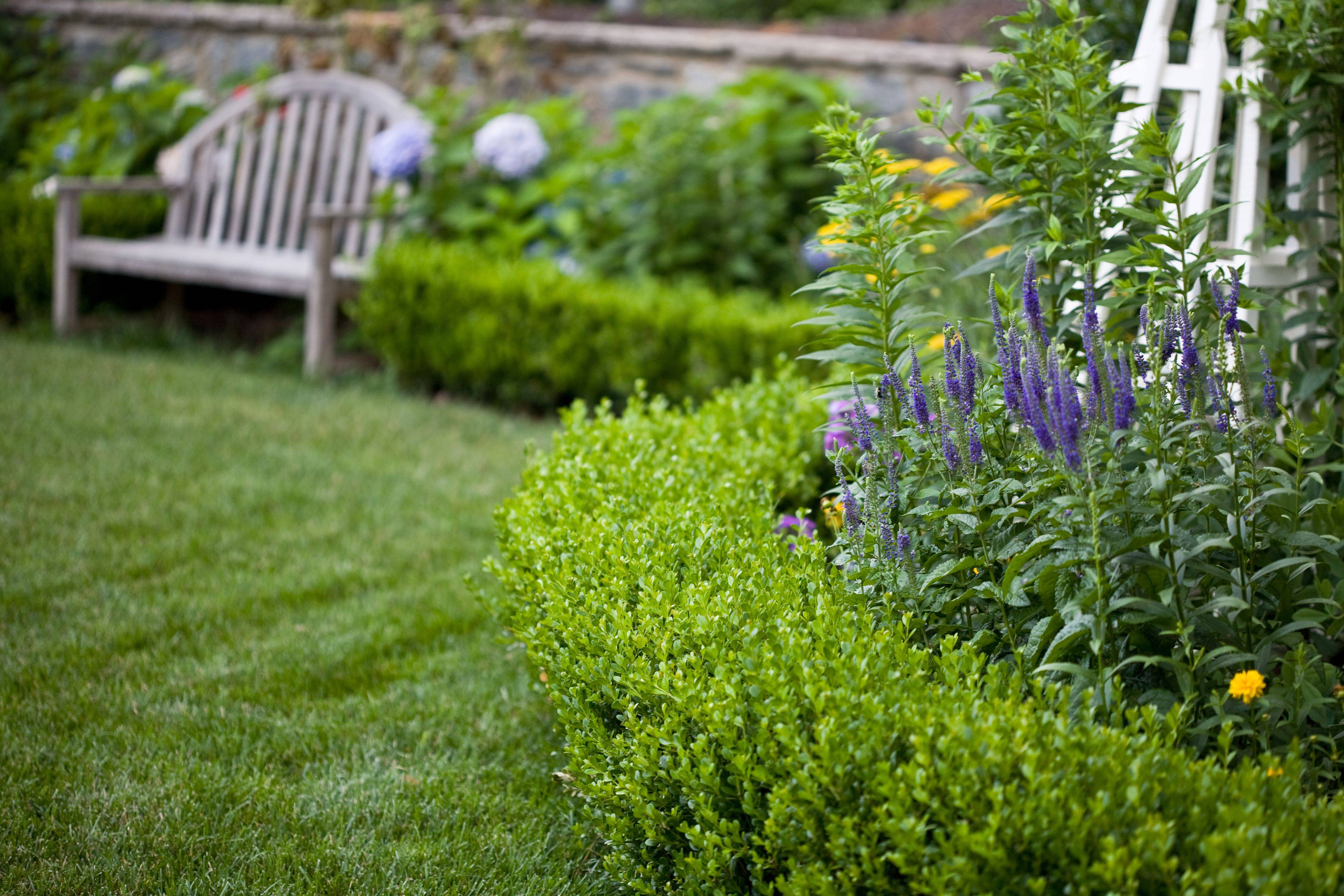 The Best Shrubs