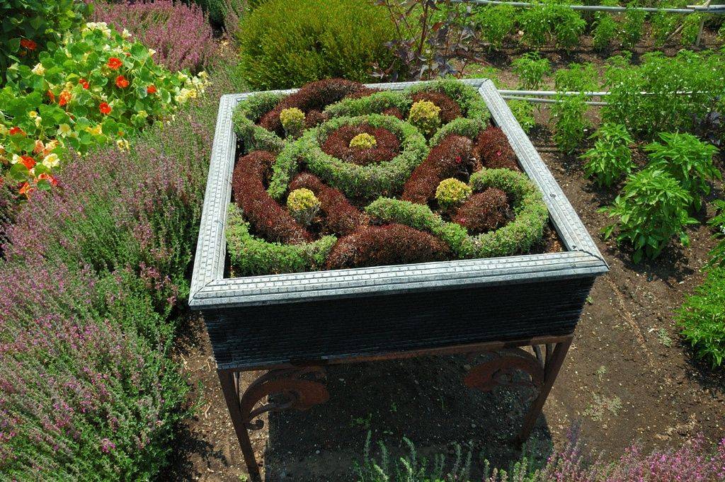 Box Hedges