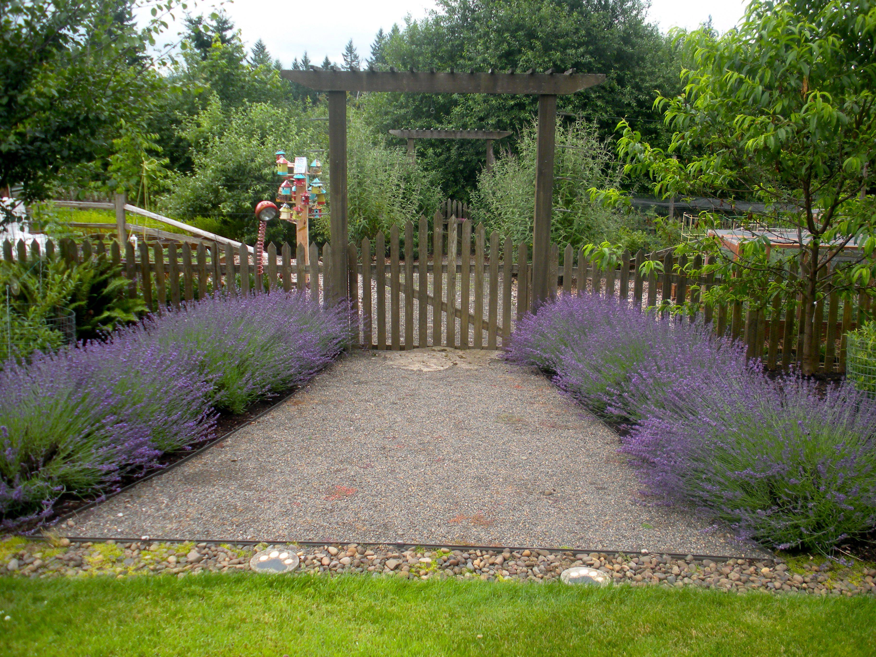 Lavender Garden Lavender Garden