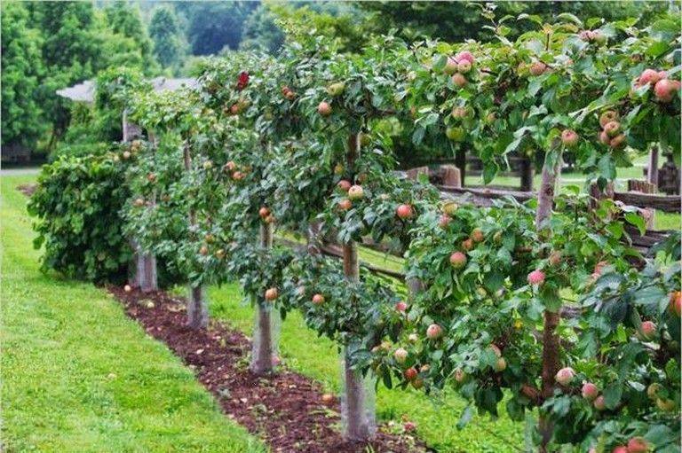 Genius Fruit Trees Gardening Ideas