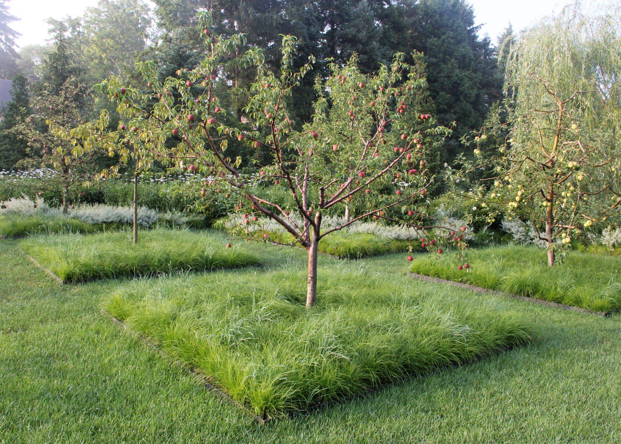 Small Garden Fruit Trees Ideas