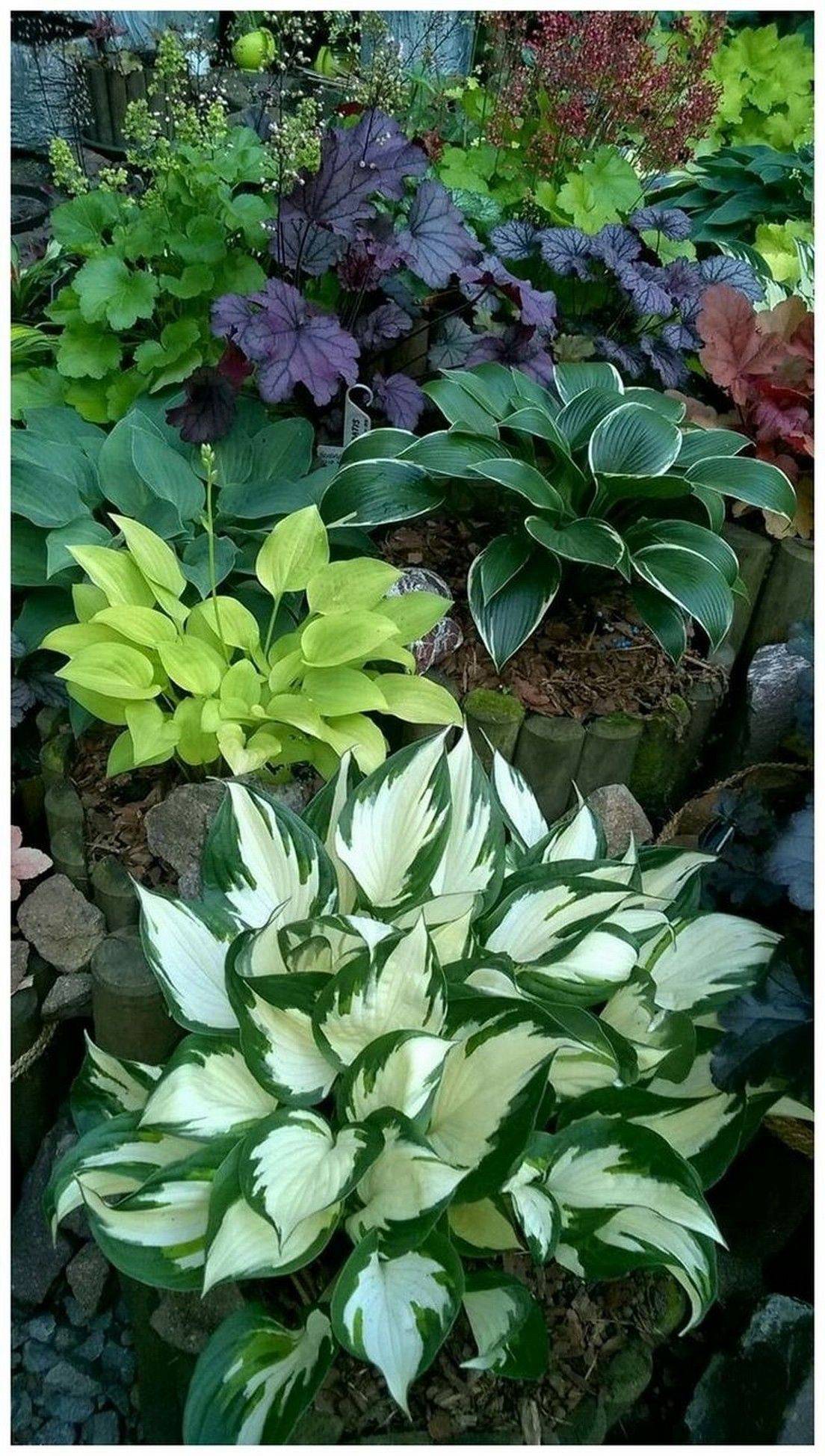 25 Low Maintenance Shade Garden Ideas To Consider | SharonSable