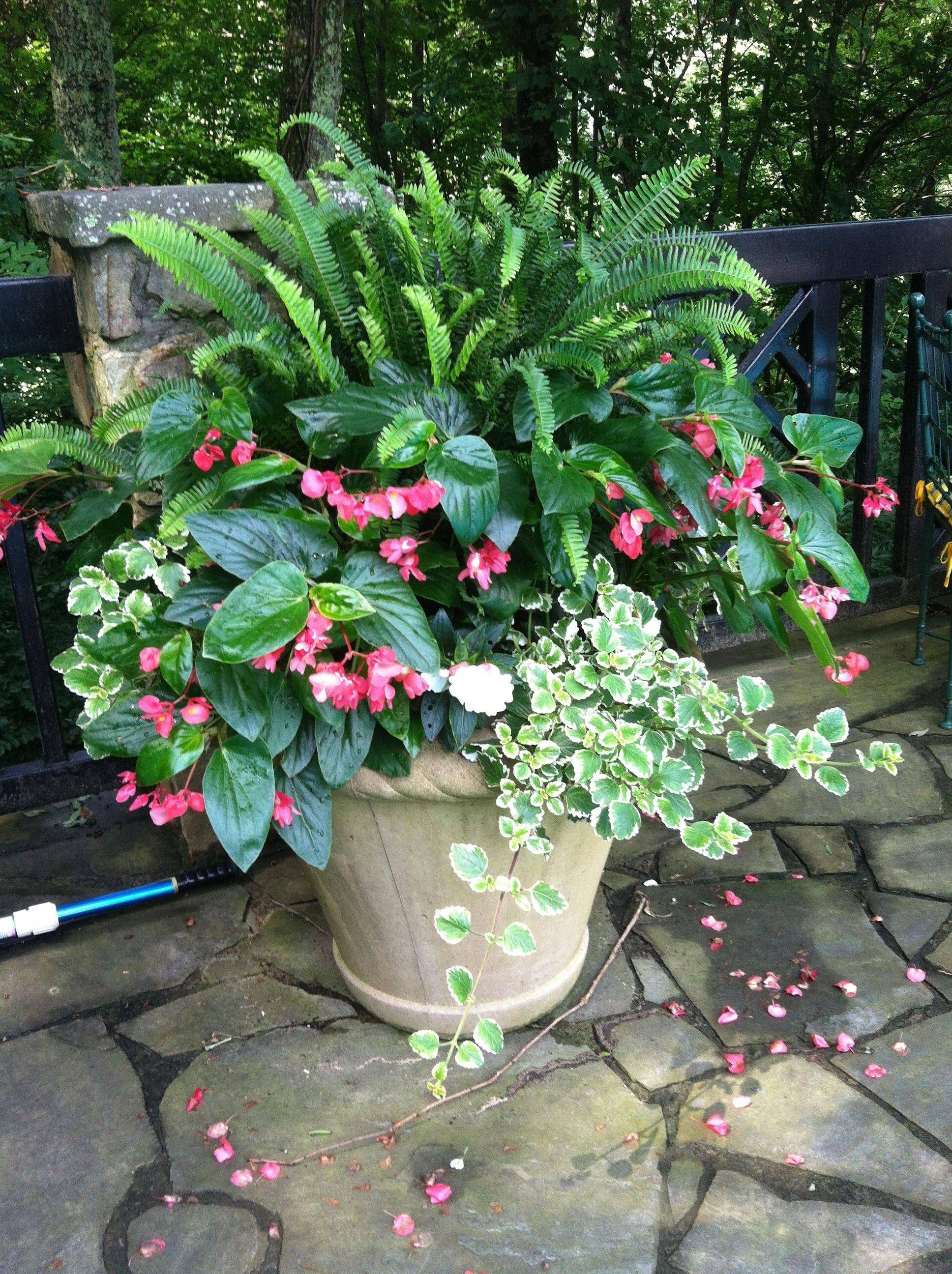 Low Maintenance Flower Bushes Hoommy