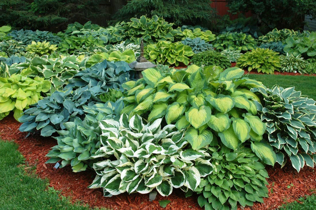 Wonderful Landscaping Tips Low Maintenance Backyard Shade Garden