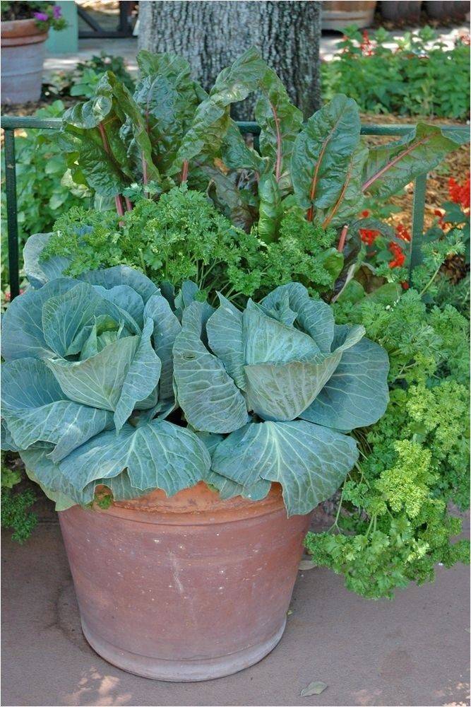 Organic Vegetable Container Garden