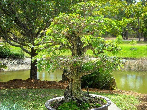 Pinterest Gardens