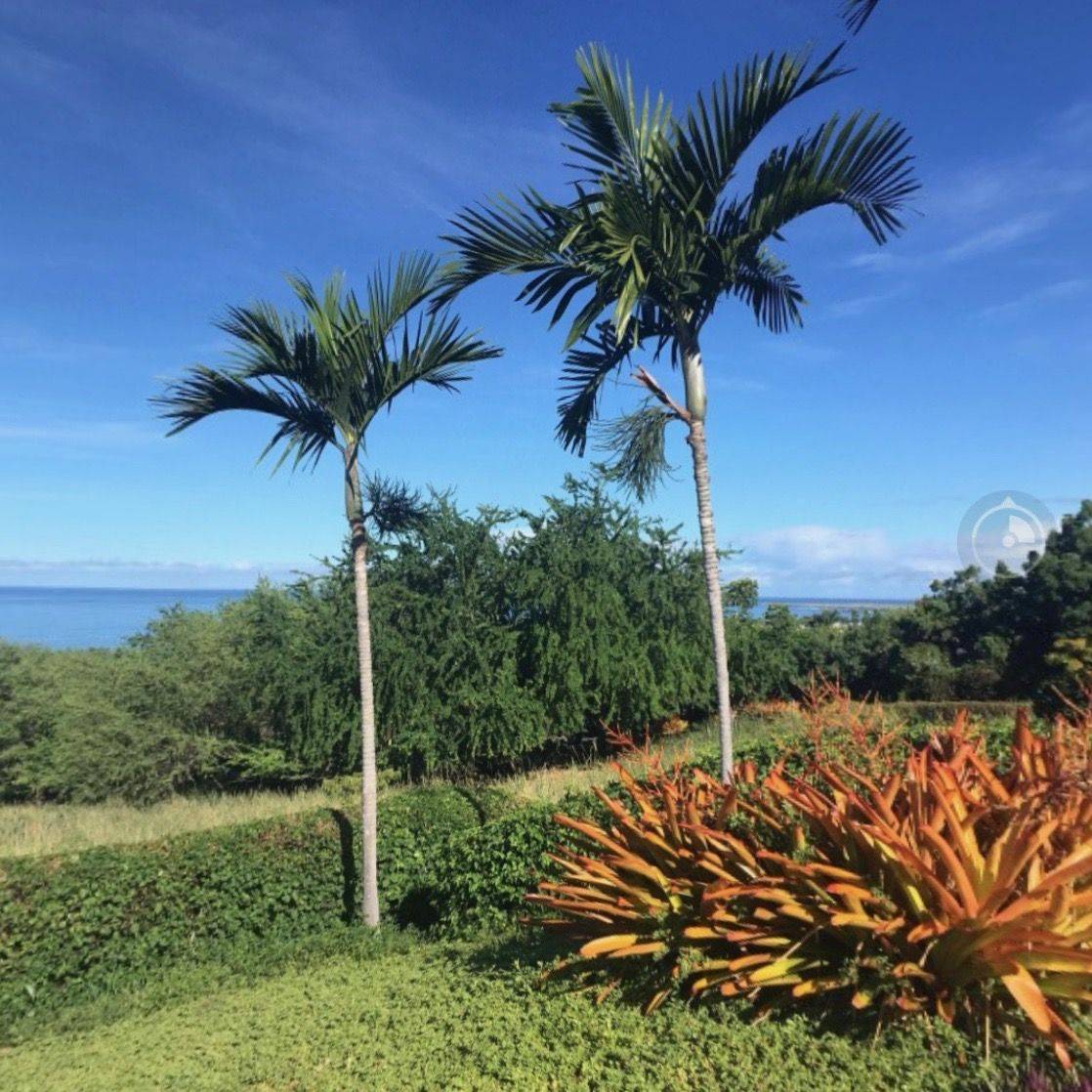 Rhapis Excelsa Australian Garden