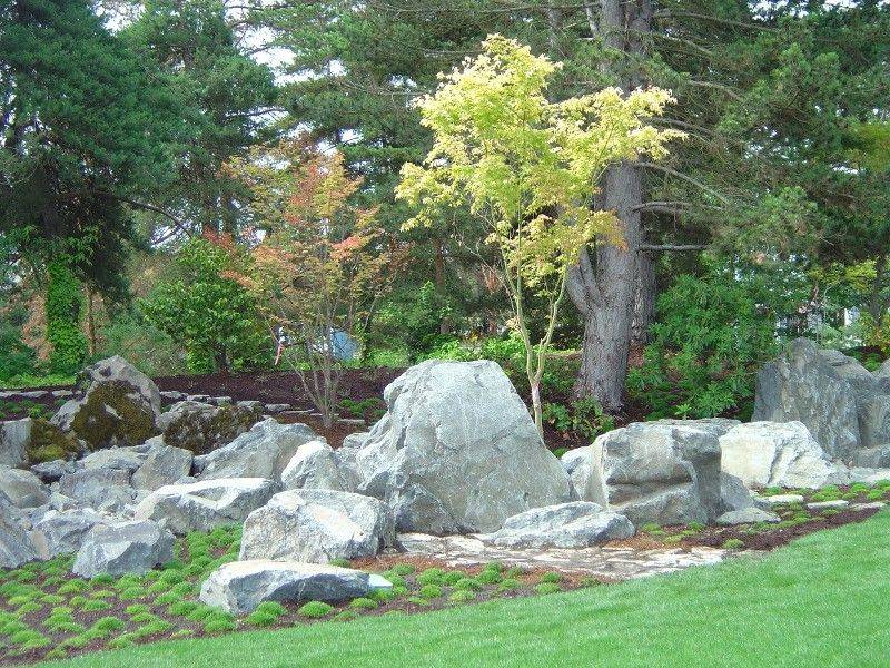 Acer Conspicuum Phoenix Winter Garden