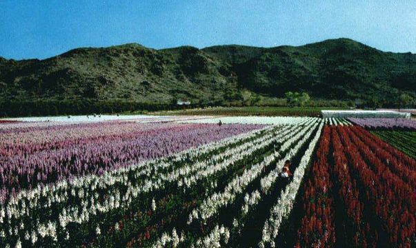 Japanese Style Torii Gate Asian Landscape Phoenix