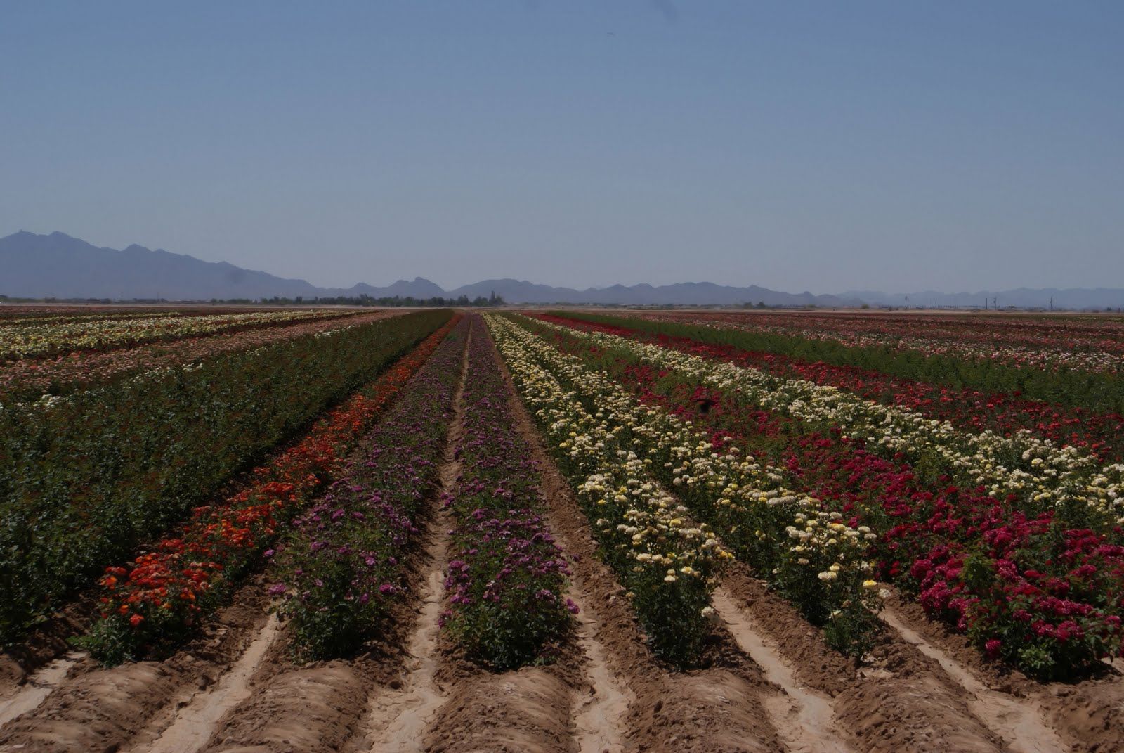 The Japanese Flower Gardens