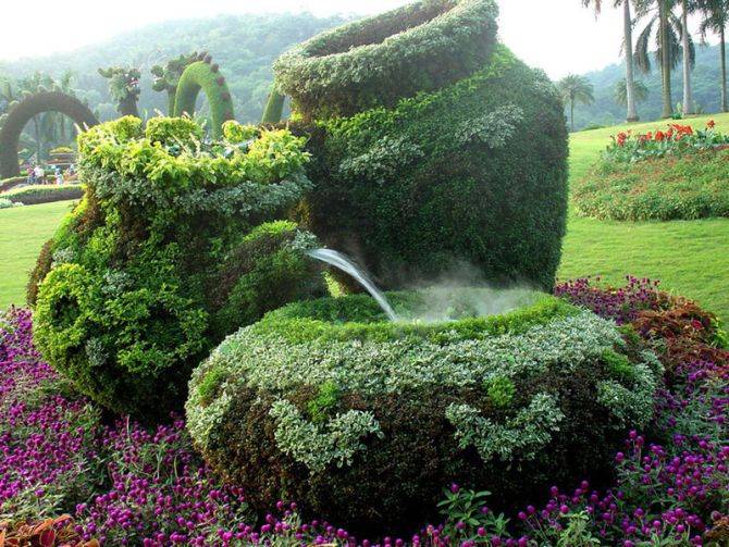 Philippine Evergreen Peacock