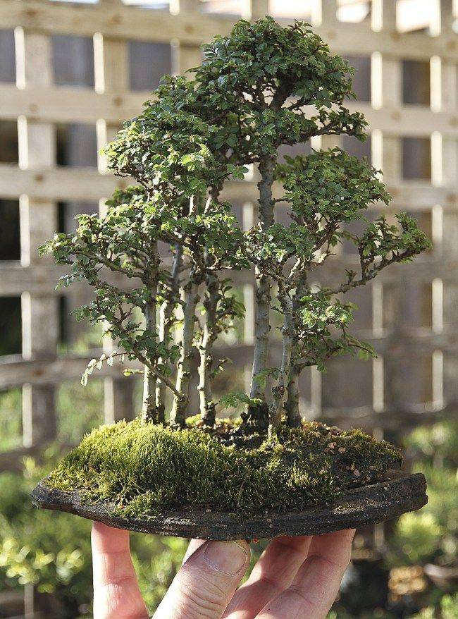 Th Wbff Conference Jintan