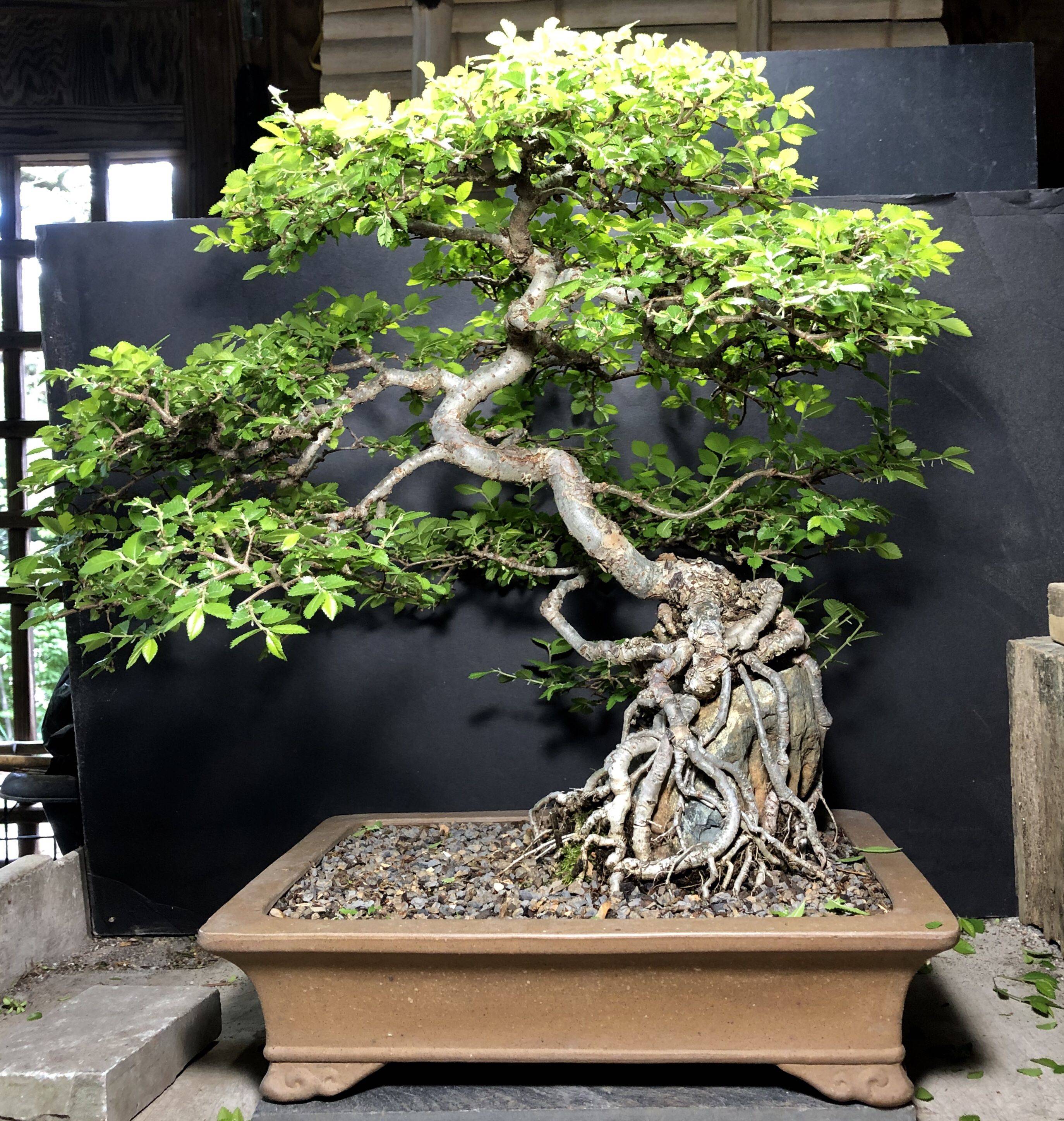 A Bonsai Garden