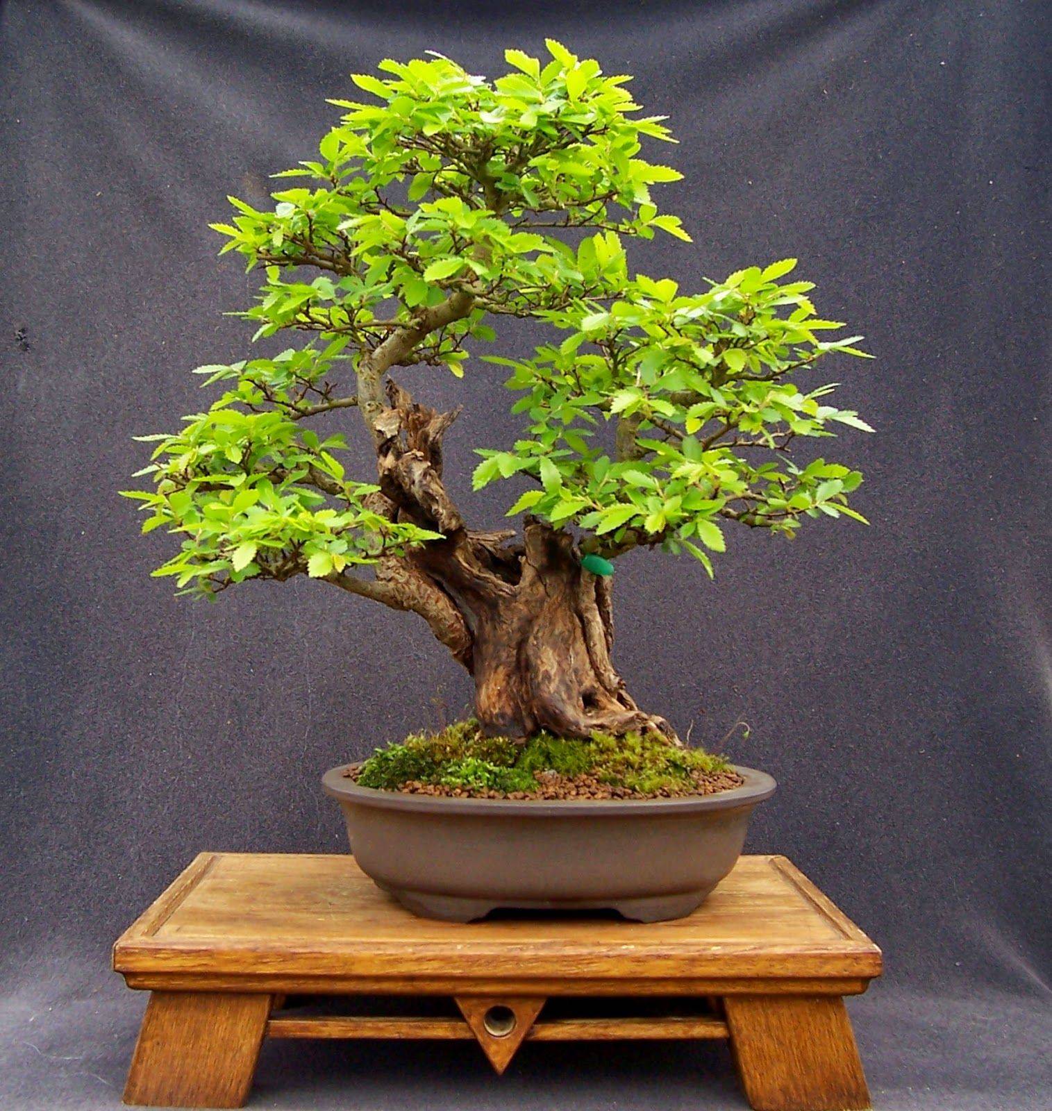 The Huntington Library Botanical Gardens