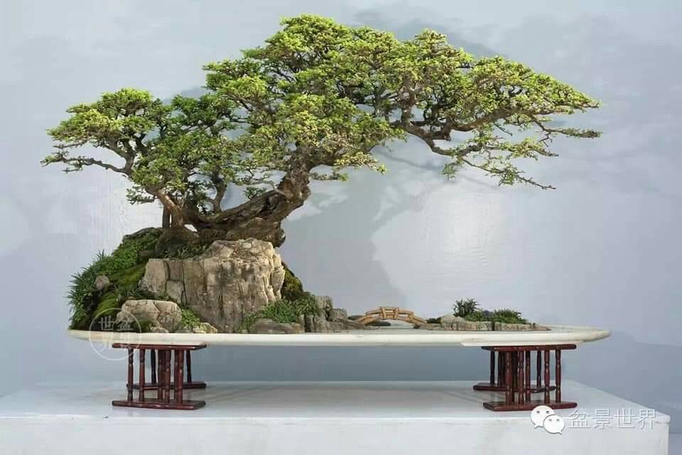Japanese Bonsai