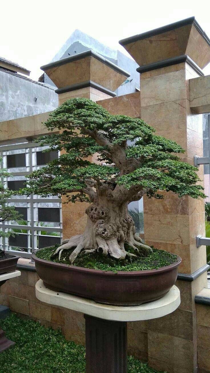 Chinese Elm Bonsai