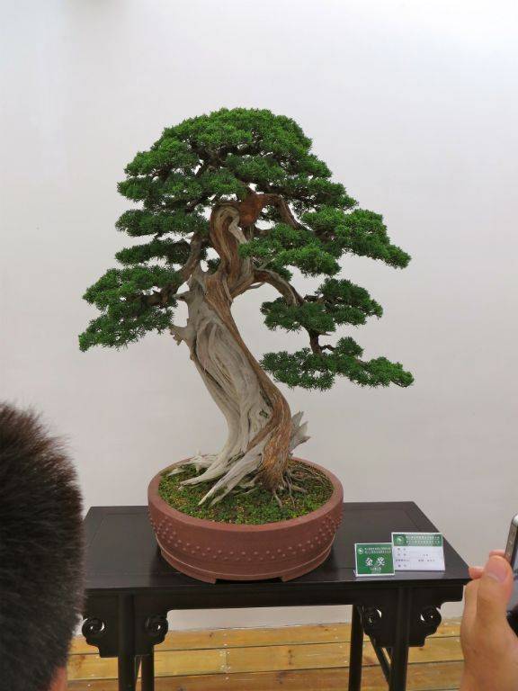 Chinese Penjing Landscapes Japanese Tray Bonsai
