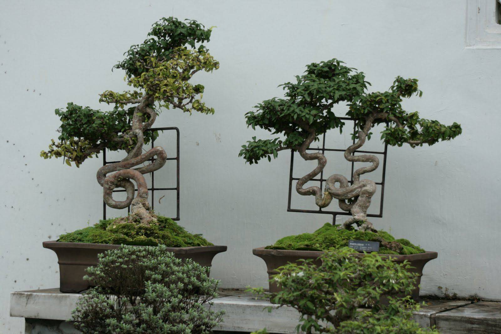 Bonsai Plants