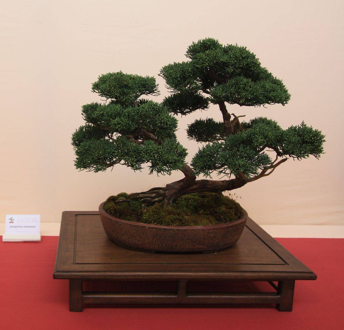 Bonsai Plants