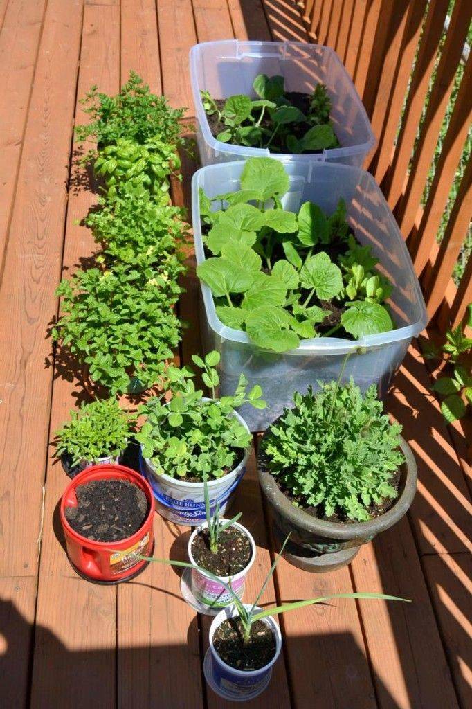 Gallon Bucket Gardening Container Gardening Vegetables