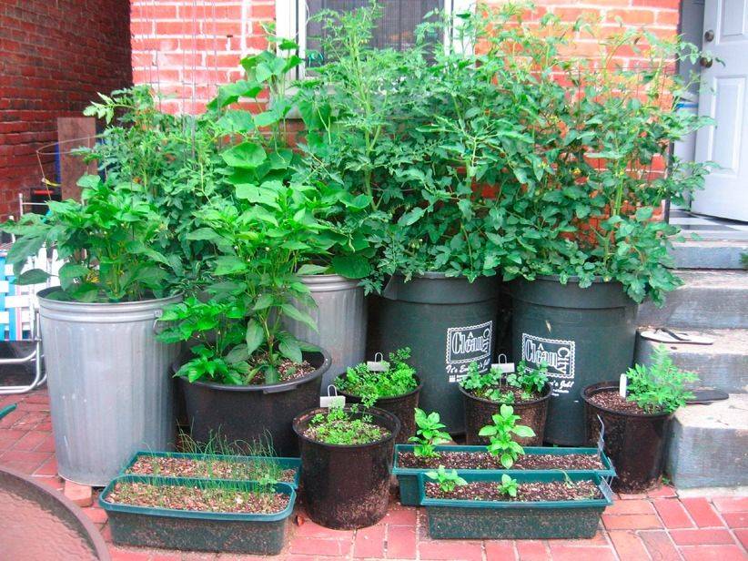 Balcony Container Gardening Vegetables Ideas