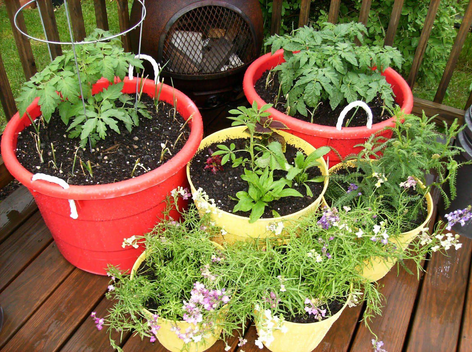 Organic Vegetable Container Garden