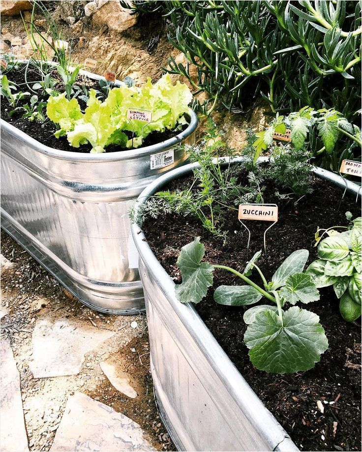 Container Gardening Vegetables