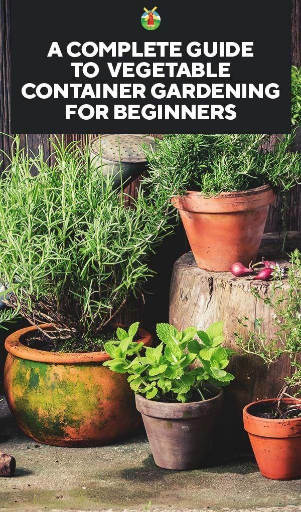 Container Gardening Vegetables