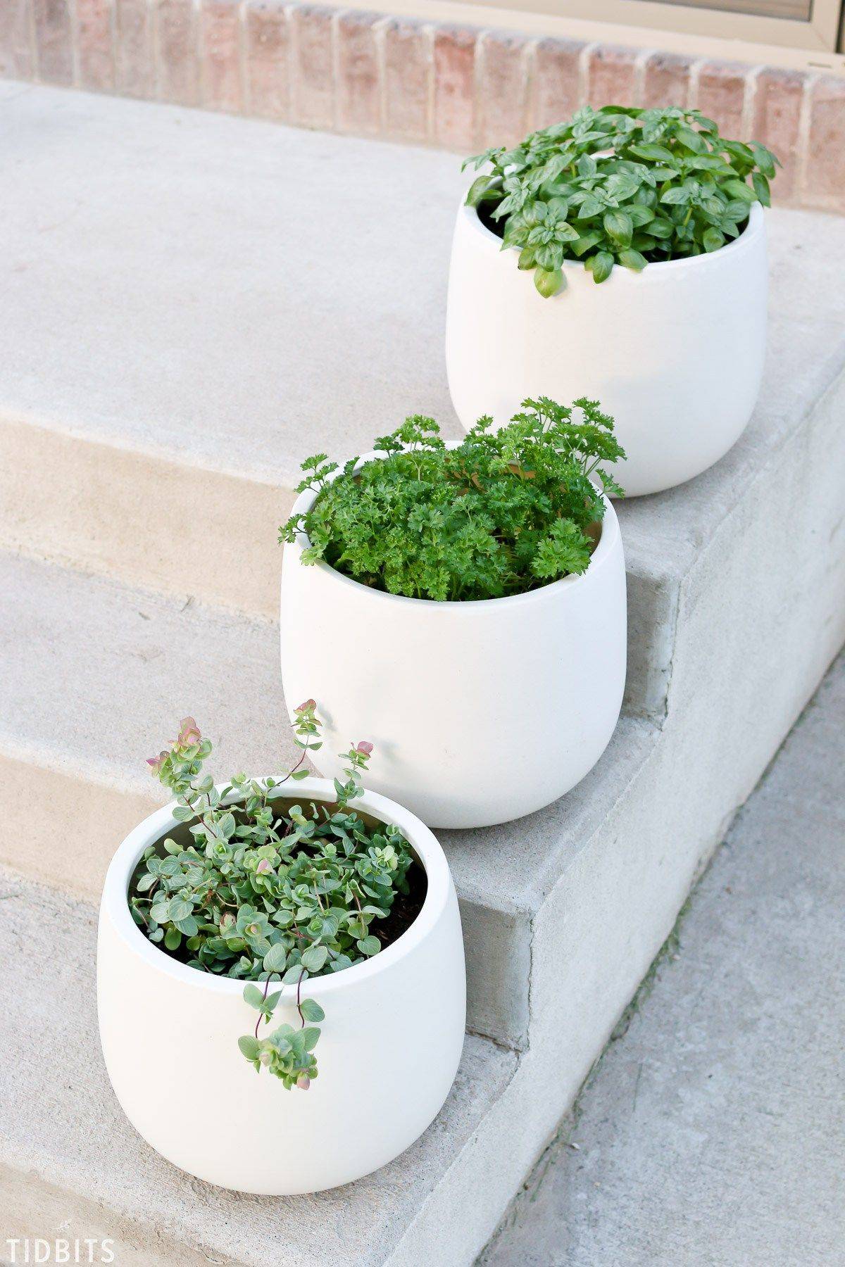 Herb Container Gardening Tips Metamorphosis Landscape Design