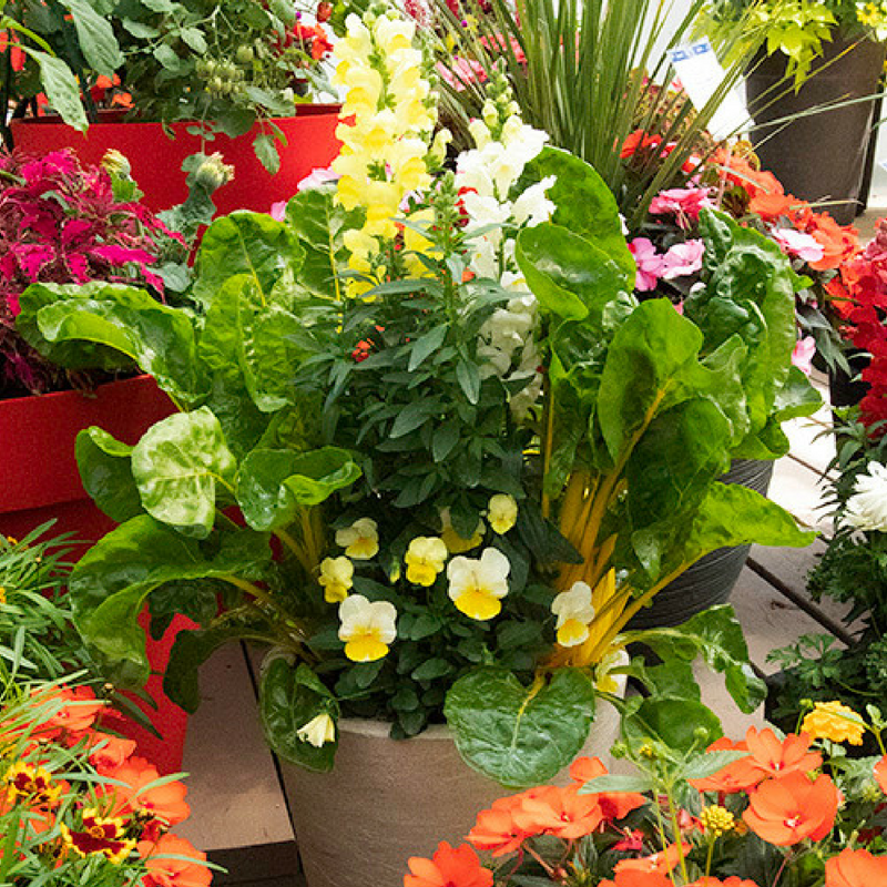 A Tiered Container Garden Southern Patio