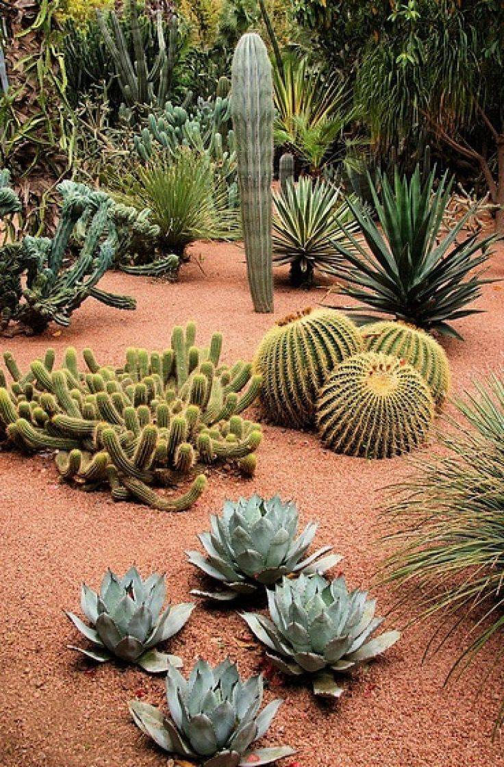 Cactus Succulents Wallpaper