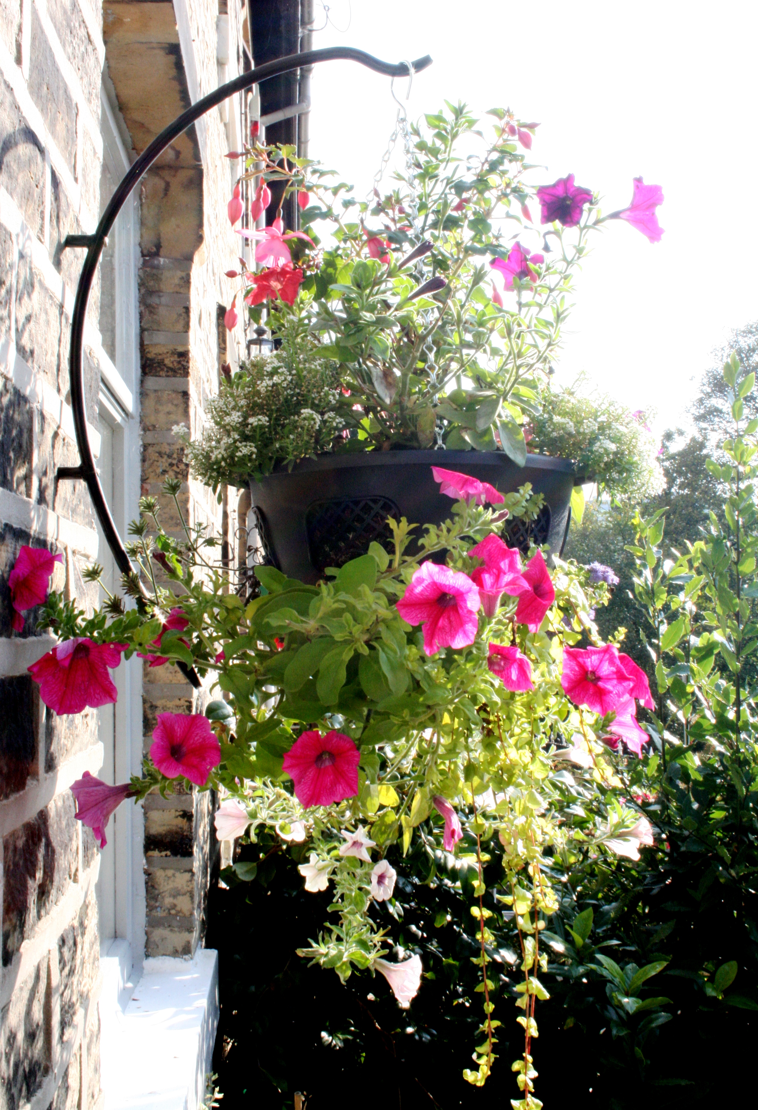 Hanging Flower Pot Plant Ideas