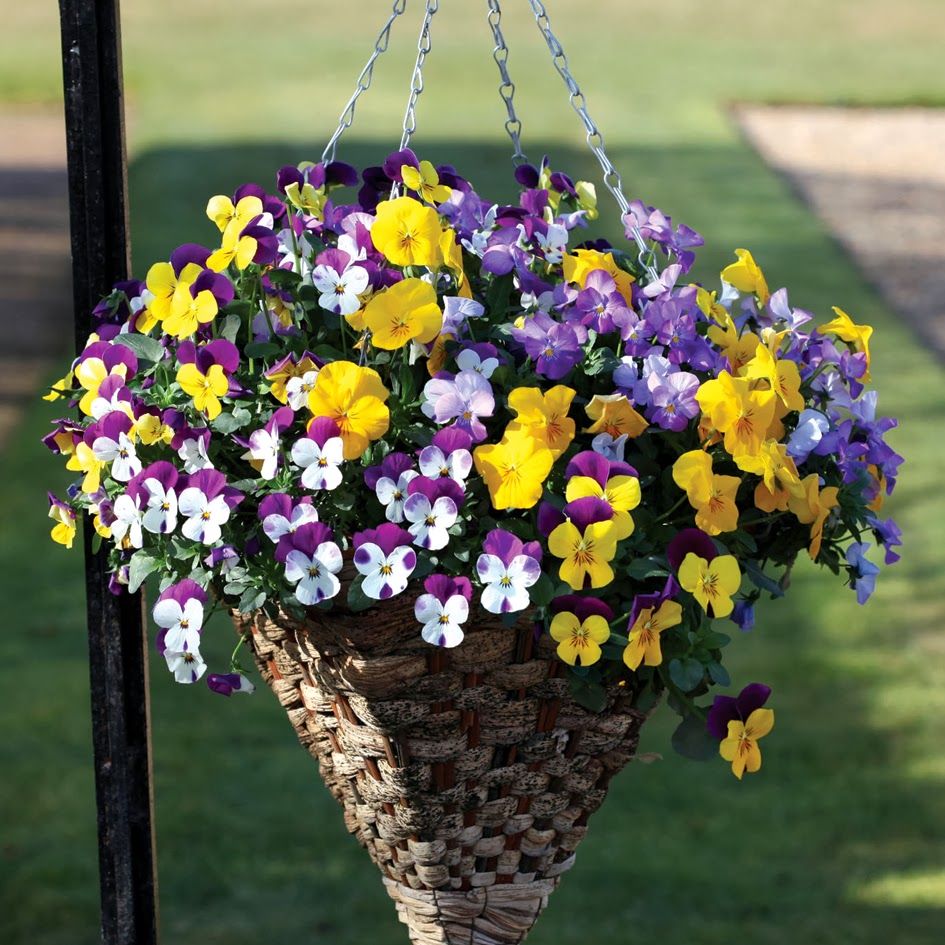 Best Outdoor Hanging Planter Ideas
