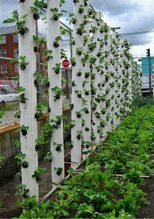 Diy Vertical Pvc Strawberry Tower Planter Instruction Gardening Tips