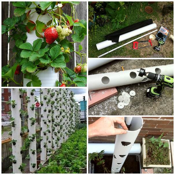 A Vertical Strawberry Tower