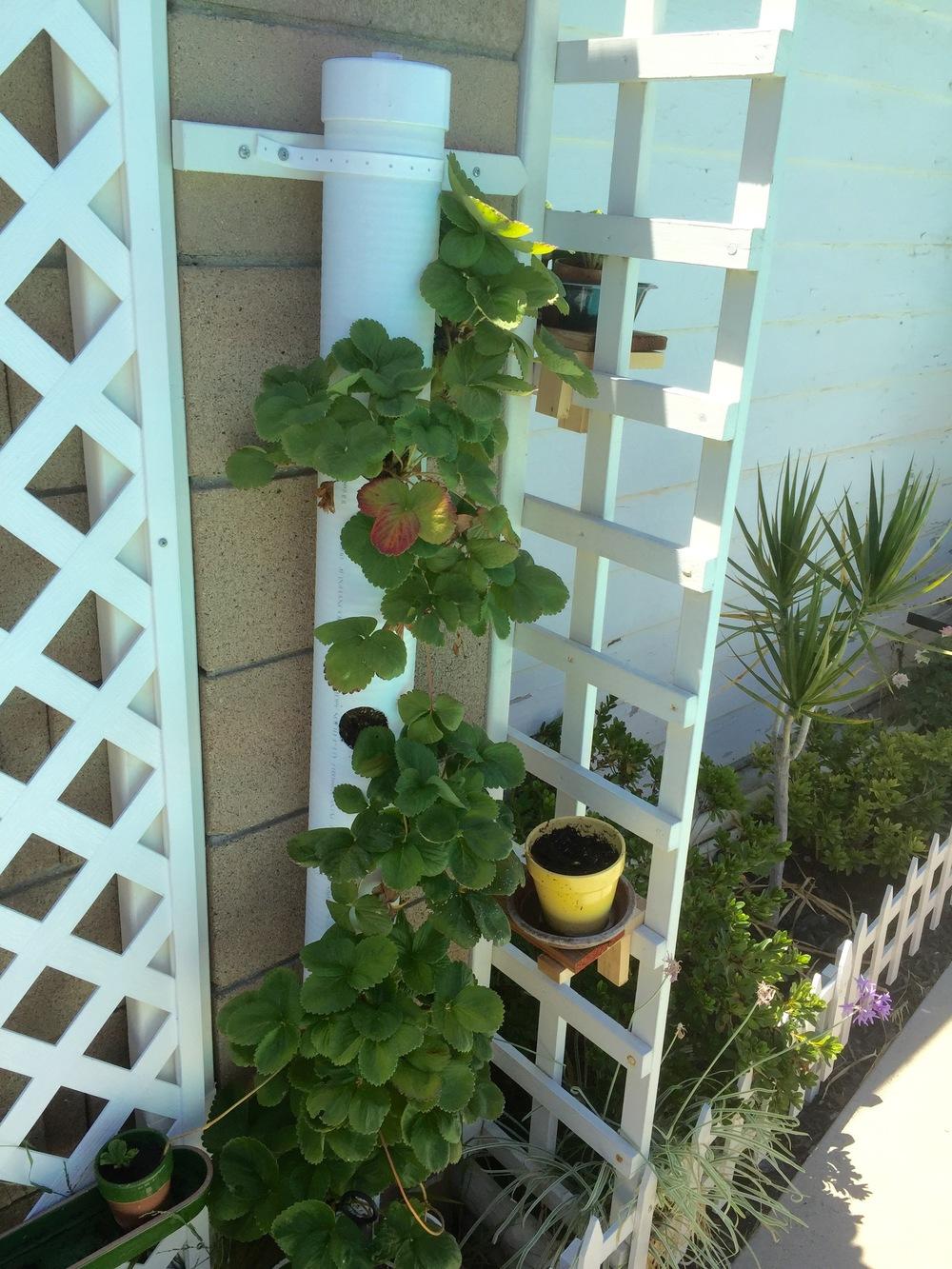 Pvc Pipe Strawberry Tower Gardenorg