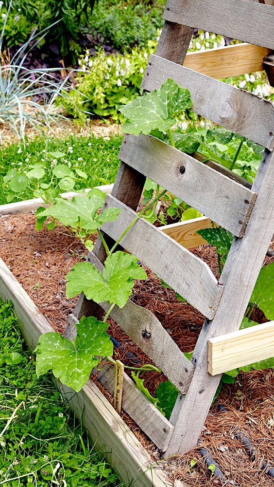 Easy Diy Garden Trellis Ideas