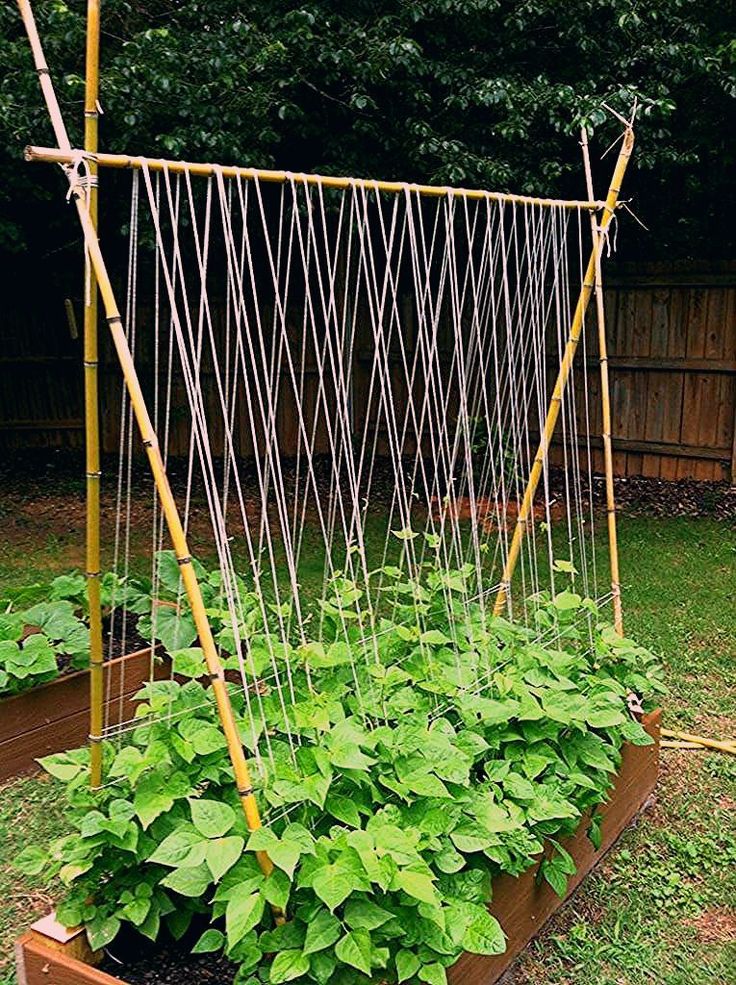 Vegetable Garden Trellis