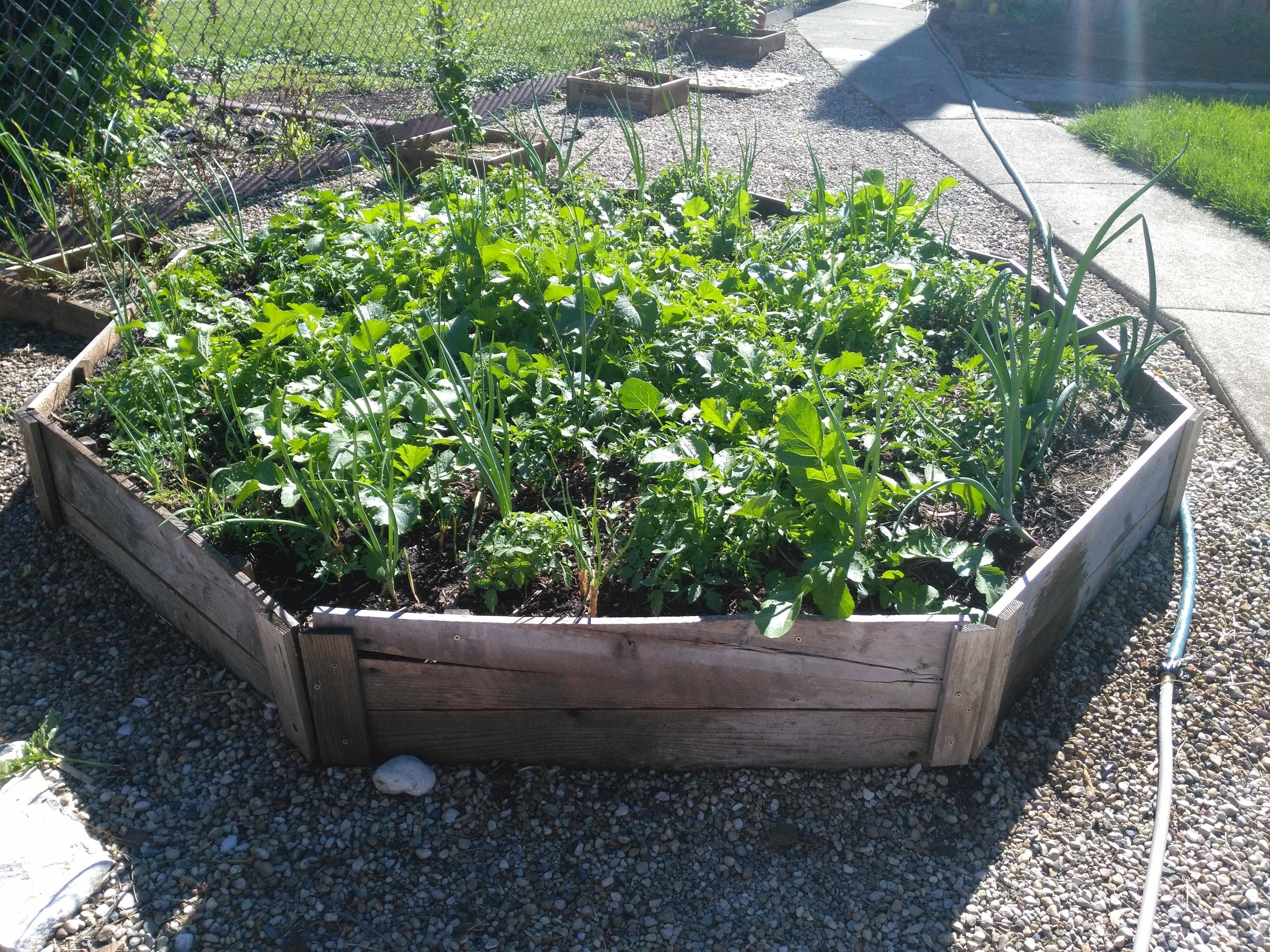 Rose Garden Idea