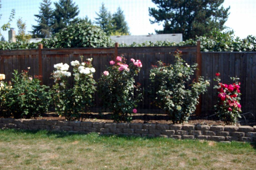 21 Raised Rose Garden Beds Ideas To Consider SharonSable