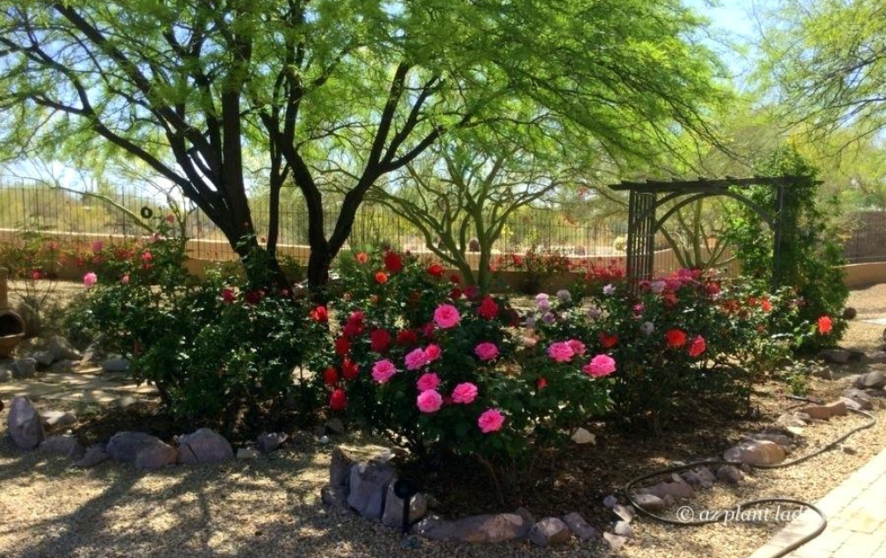 Dave Ross Garden Tour