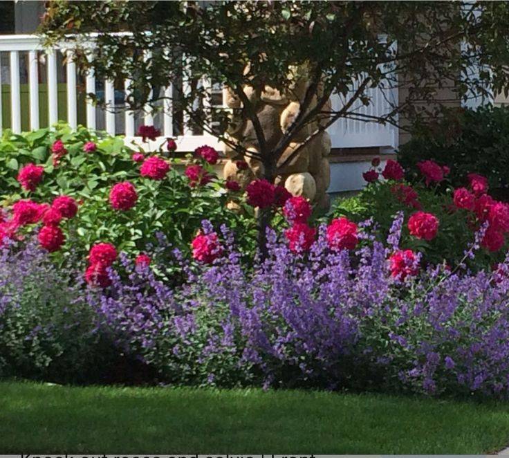 Flower Bed Rose Garden Landscape