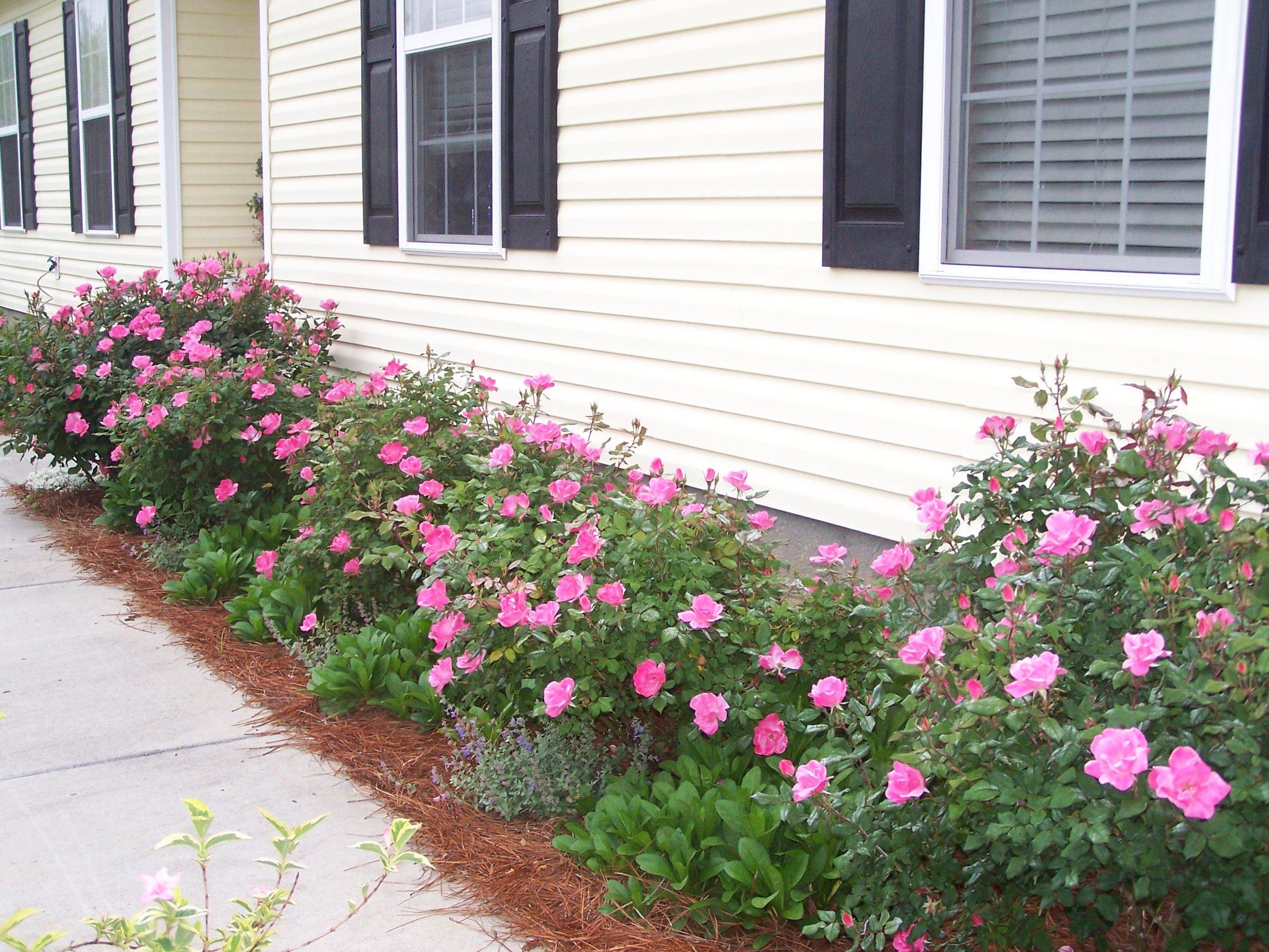 Henny Penny Rose Cottage Southern Garden